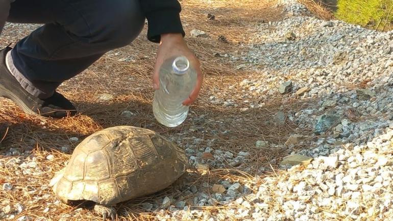 Muğlada orman yangı İki mahallede 85 hane boşaltıldı