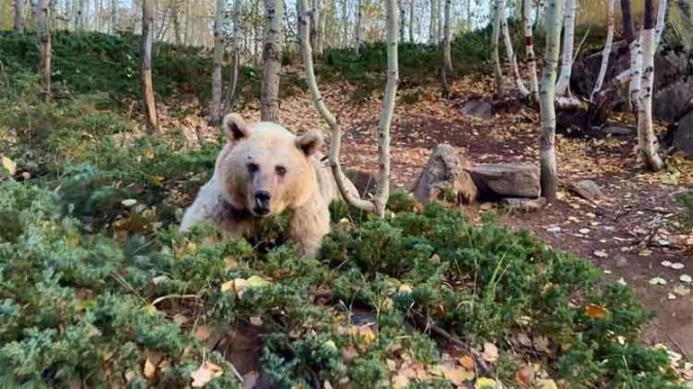 Aç kalan ayılar Bitliste şehir merkezine indi, vatandaşlar elleriyle besledi