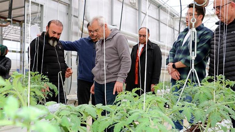 Jeotermal serada ilk hasat yapıldı İkinci dönem için çalışmalar başladı