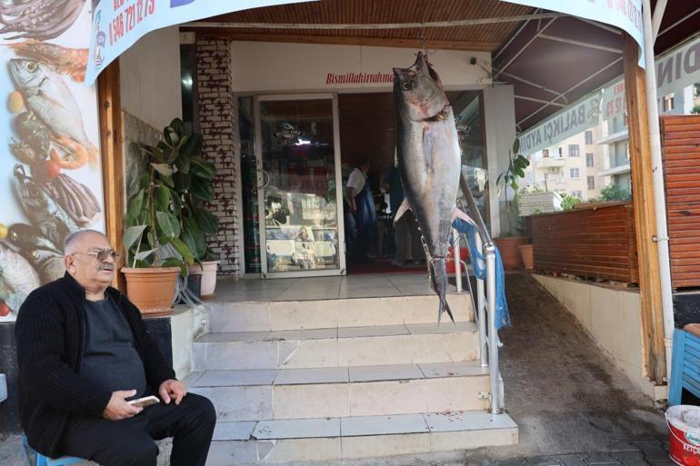 Kozanda 175 cm orkinos, balıkçı ağlarına takıldı