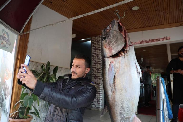 Kozanda 175 cm orkinos, balıkçı ağlarına takıldı