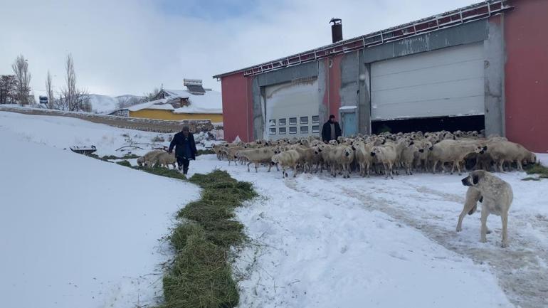 Sivasta mahsur kalan çoban ve koyunların imdadına belediye ekipleri yetişti