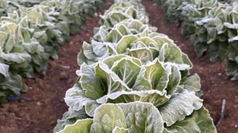 Adanada don tarım ürünlerine zarar verdi