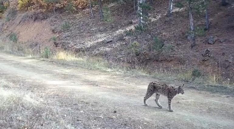 Çankırıda vaşak ve yavruları görüntülendi