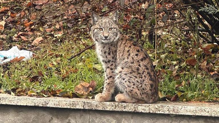 Tokatta üniversite kampüsünde vaşak görüntülendi