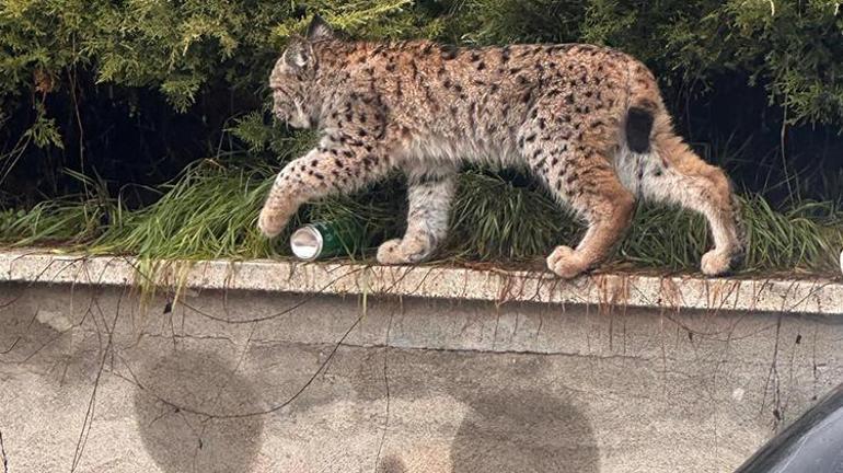 Tokatta üniversite kampüsünde vaşak görüntülendi
