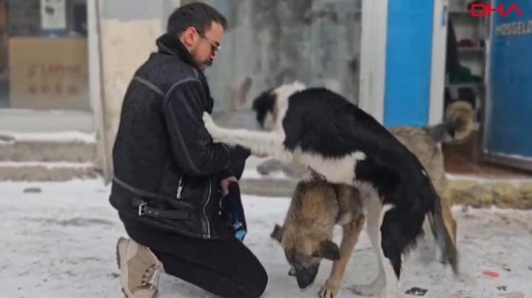 Ardahanda acıkan ve üşüyen köpekler iş yerlerinin kapısını çalıyor