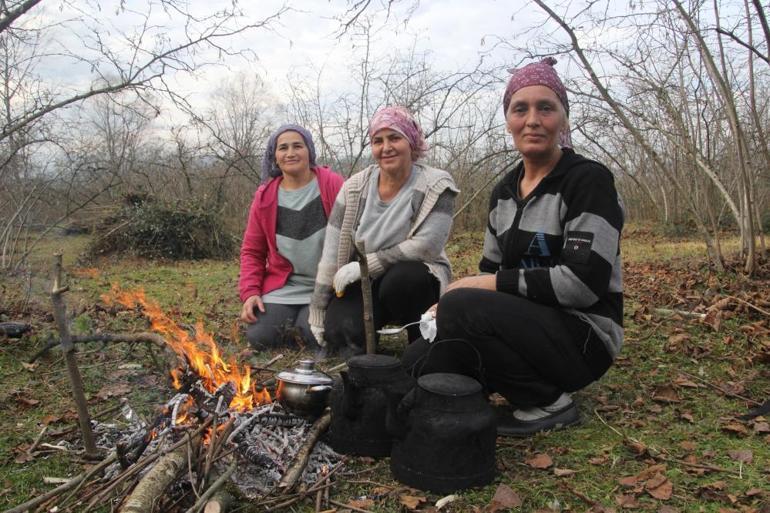 Orduda kış dönemi fındık bakımı başladı Bahçeler hasat vaktine hazırlanıyor