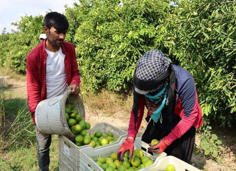 Adanada Suriyeliler dönmeye başladı, Adana çiftçisi tedirgin oldu: Ucuz işçi ithal etmeliyiz