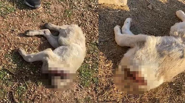 Gaziantepte 3 köpek başları kesilmiş halde ölü olarak bulundu