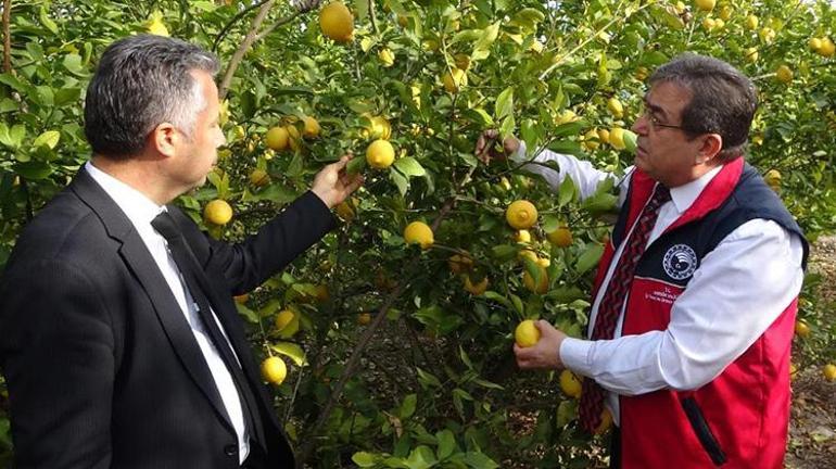 Mersinde sıkı denetim Limon suyu görüntüsü verilmiş soslar satılmayacak