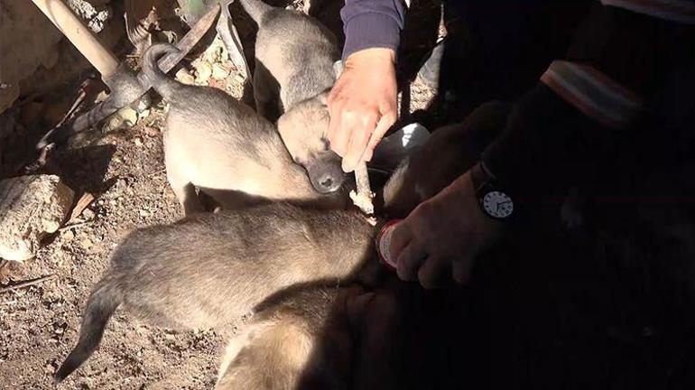 Elazığda emekli olan vatandaş köyüne yerleşip kedi köpek bakmaya başladı