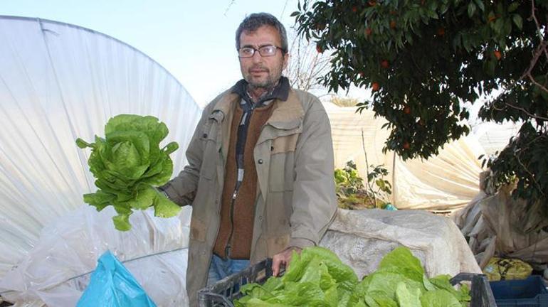 Aydında Arif - Zülfiye çifti yılın 12 ayı salatalık sebzesi üretiyor