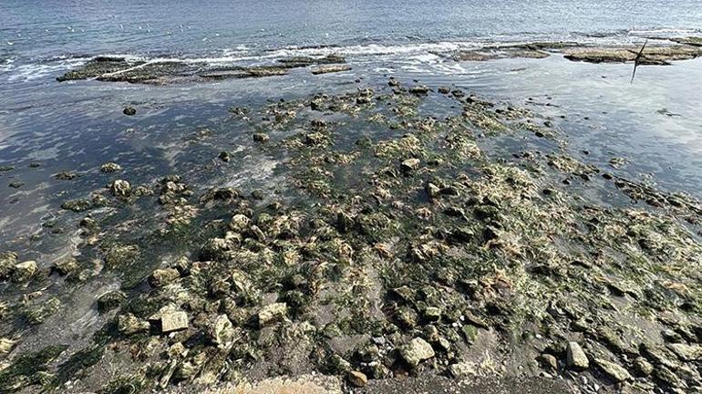 Tekirdağda deniz çekildi Kral Yolu ortaya çıktı