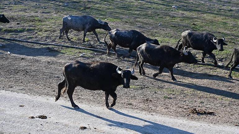 Osmaniyede köylü kadınlardan örnek girişim: Kooperatifle kazançlarını artırıyorlar
