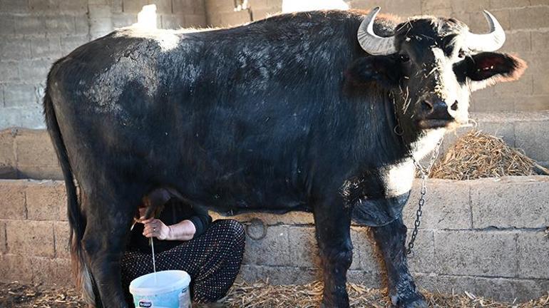Osmaniyede köylü kadınlardan örnek girişim: Kooperatifle kazançlarını artırıyorlar