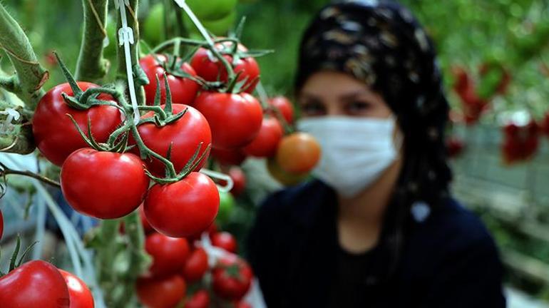 Eksi 40 derecede domates üretiyorlar Vanda topraksız olarak jeotermal enerji ile üretilen domatesler istihdam sağlıyor
