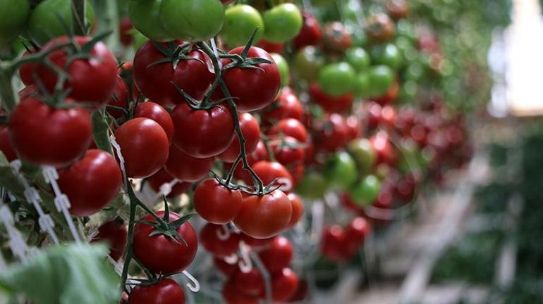 Eksi 40 derecede domates üretiyorlar Vanda topraksız olarak jeotermal enerji ile üretilen domatesler istihdam sağlıyor