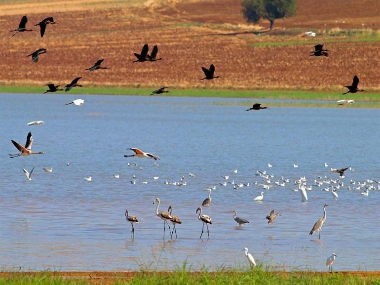 Reyhanlı Baraj Gölü, Türkiyenin yeni kuş cenneti oluyor