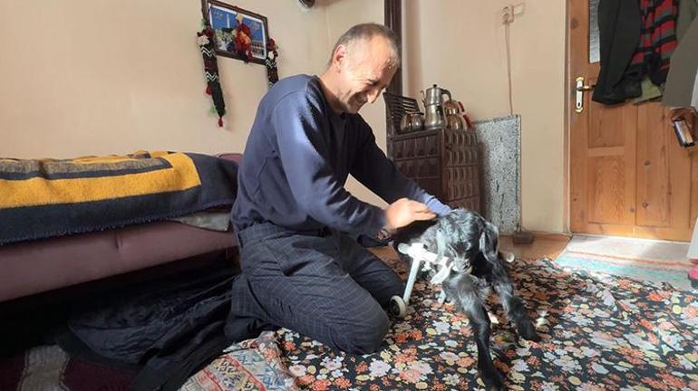 Gümüşhanede besiciden örnek davranış: Uyutulsun denilen felçli oğlak Mıstık özel yürüteçle yürüyor