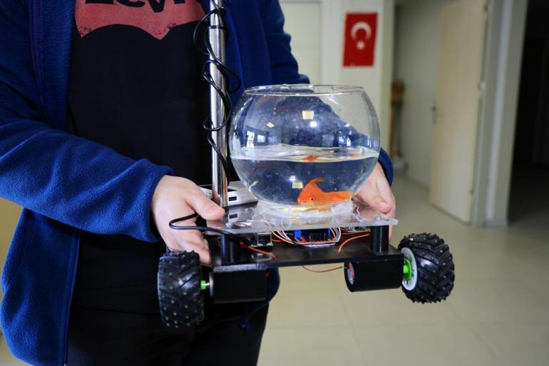 Bu balık araba sürüyor: Yapay zeka ile Japon balığına araba sürdürdüler