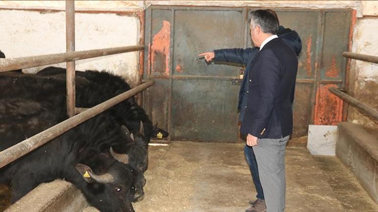 Diyarbakırda İtalyan mandalar görücüye çıktı