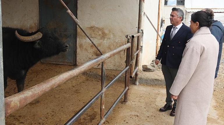 Diyarbakırda İtalyan mandalar görücüye çıktı