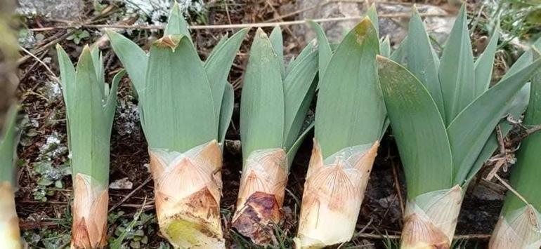 Çiriş otu sezonu açıldı: Her derde deva şifa sofralara geliyor