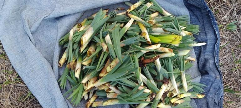 Çiriş otu sezonu açıldı: Her derde deva şifa sofralara geliyor