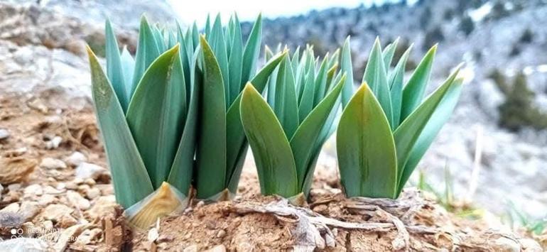 Çiriş otu sezonu açıldı: Her derde deva şifa sofralara geliyor
