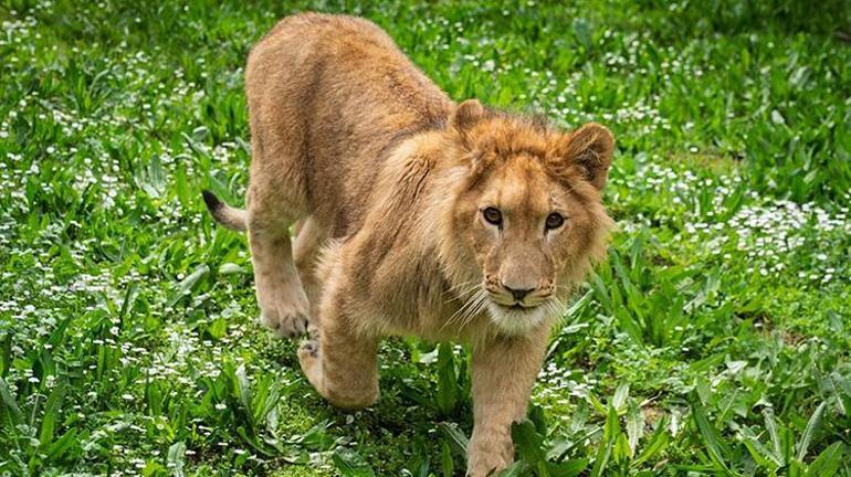 İzmirde çiftlikten kurtarılan aslan koruma altına alındı