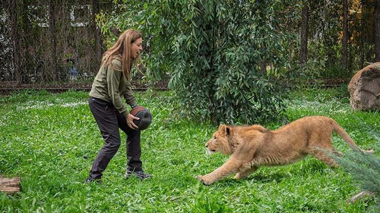 İzmirde çiftlikten kurtarılan aslan koruma altına alındı