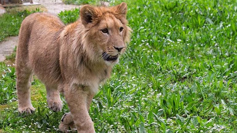 İzmirde çiftlikten kurtarılan aslan koruma altına alındı