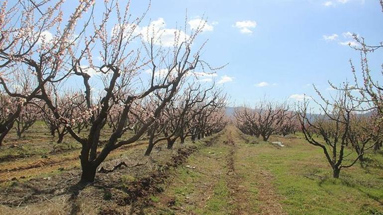 Çanakkalede çiçek açan ağaçları don vurdu Zararımız ortalama yüzde 100e yakın