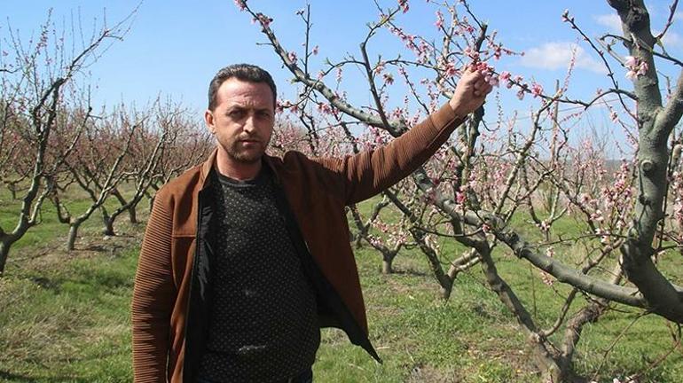 Çanakkalede çiçek açan ağaçları don vurdu Zararımız ortalama yüzde 100e yakın