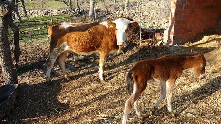 Çanakkalede annesi ölen tay inek tarafından emziriliyor