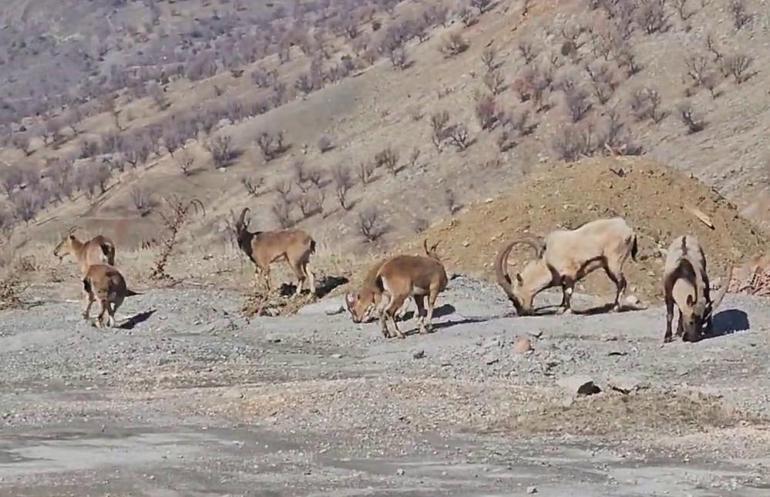 Adıyamanda dağ keçileri kara yoluna indi