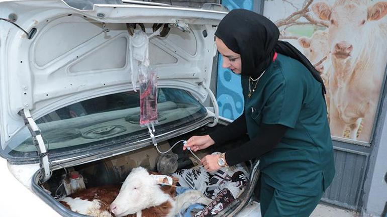 Yozgatta ilginç görüntü Hastalanan buzağısını otomobiliyle veterinere götürdü