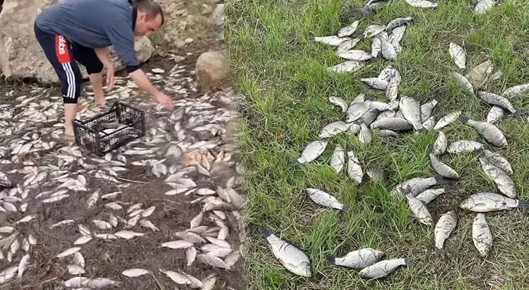 Bursada korkunç manzara Binlerce ölü balık çevreye yayıldı