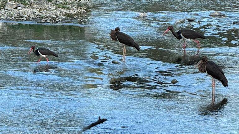 7 yaşındaki çocuk fark etti Kara leylekler Düzcede görüntülendi