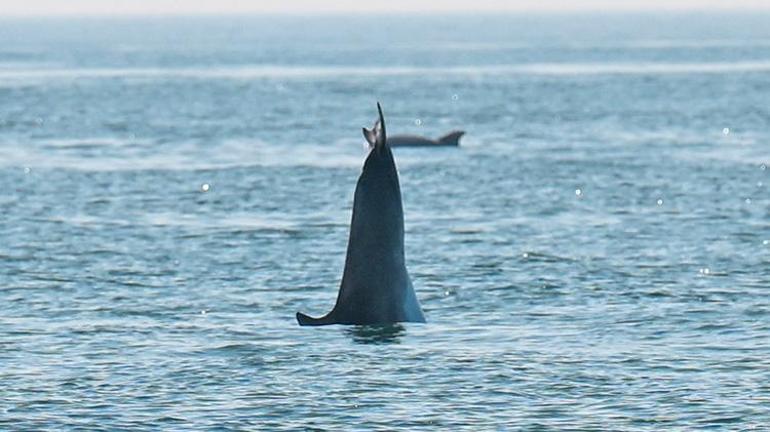 Marmara Denizinde görülen yunuslar görsel şölen oluşturdu