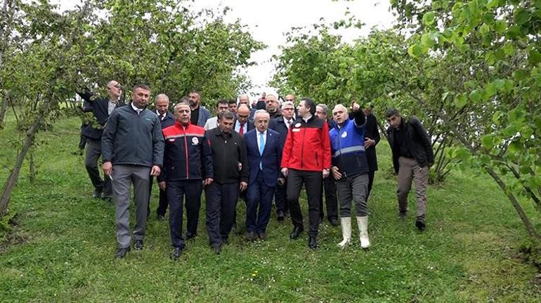 Tarım ve Orman Bakan Yardımcısı Bağcı, Samsunda zirai donun vurduğu fındık bahçelerinde denetim yaptı
