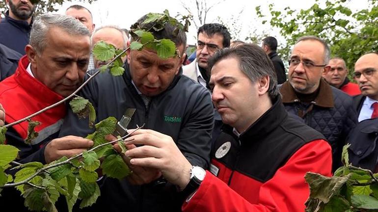 Tarım ve Orman Bakan Yardımcısı Bağcı, Samsunda zirai donun vurduğu fındık bahçelerinde denetim yaptı