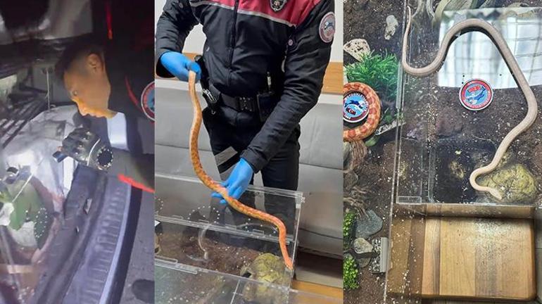 Sarıyerde durdurulan aracın bagajından zehirli yılanlar çıktı