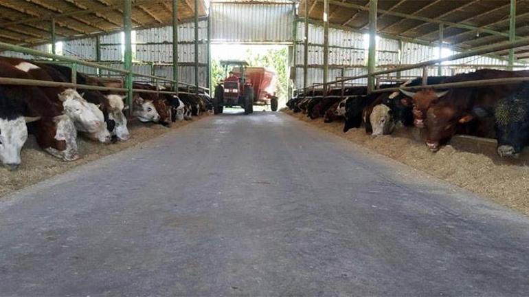 2025 yılı kurban kesim bedeli belli oldu
