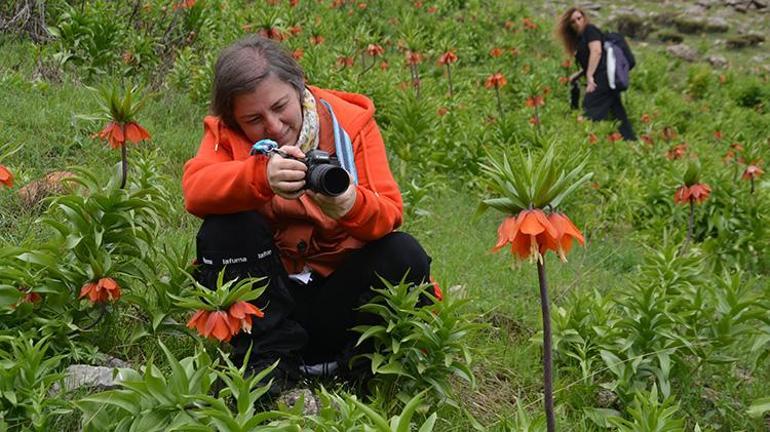 1800 rakımda yetişiyor, sadece 1 aylık ömrü var Trabzondan Muşa fotoğrafını çekmek için geldiler