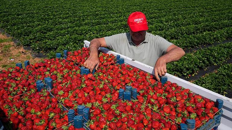İzmirde çileğin hasadı 15 gün gecikmeyle başladı