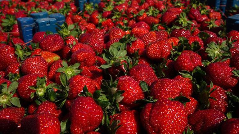 İzmirde çileğin hasadı 15 gün gecikmeyle başladı