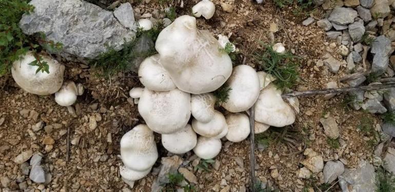 Erzincanda 2 bin rakımın üzerinde yetişen mantarları topluyorlar