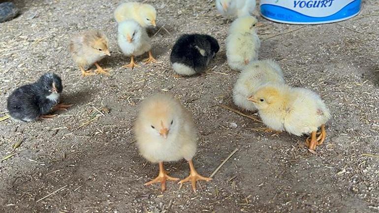 İlk kez böyle bir durumla karşılaştı Yumurtadan çıkan civcivi görenler şaştı kaldı